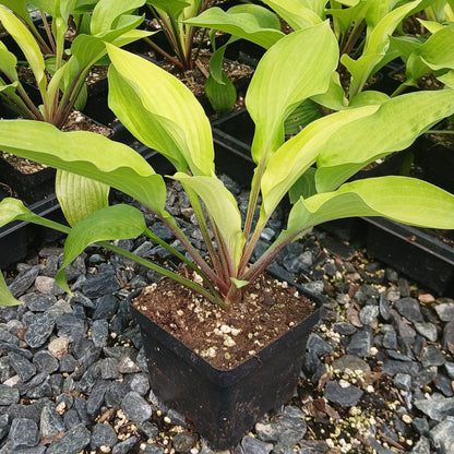 Hosta x Fire Island 1Q