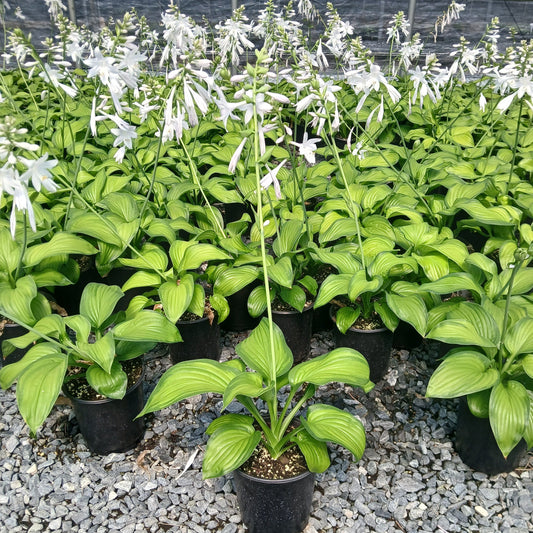 Hosta x Guacamole 1G
