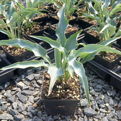 Hosta x Tears in Heaven 1Q