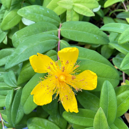 Hypericum calycinum 1Q