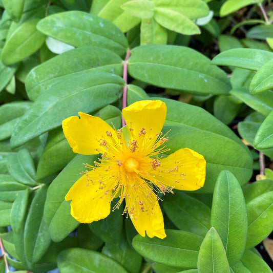 Hypericum calycinum 1Q