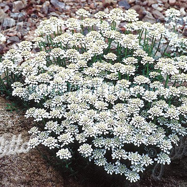 Iberis sempervirens 'Snow Cushion' 1Q (Candytuft)