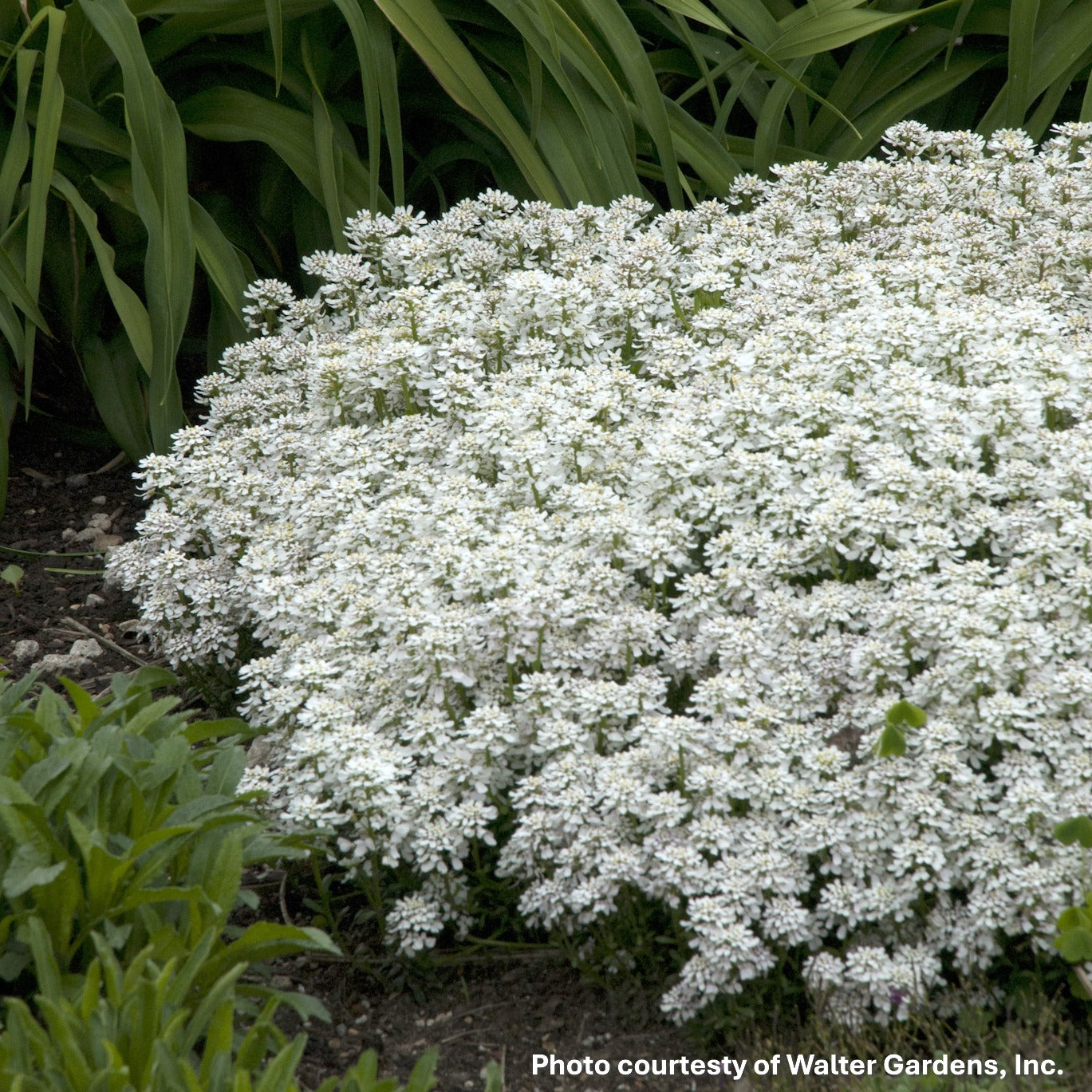 Iberis sempervirens Snowsation 1G