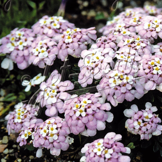 Iberis spathulata 3.25"