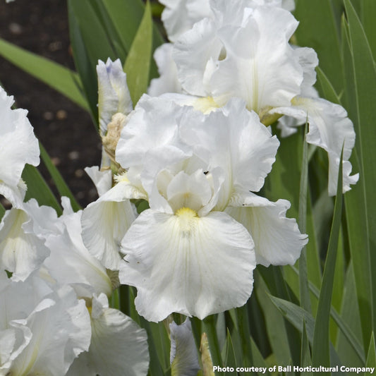 Iris germanica Immortality 3.25"