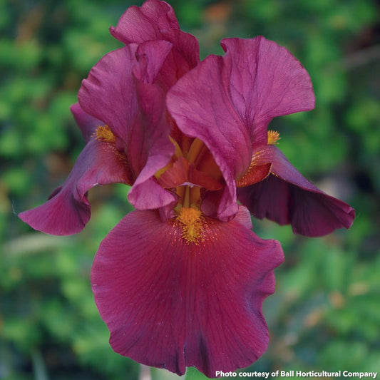 Iris germanica War Chief 3.25"