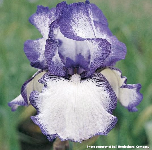 Iris germanica Hemstitched 3.25"