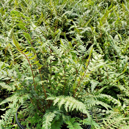 Japanese Painted Fern 1G