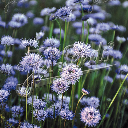 Jasione montana 3.25"