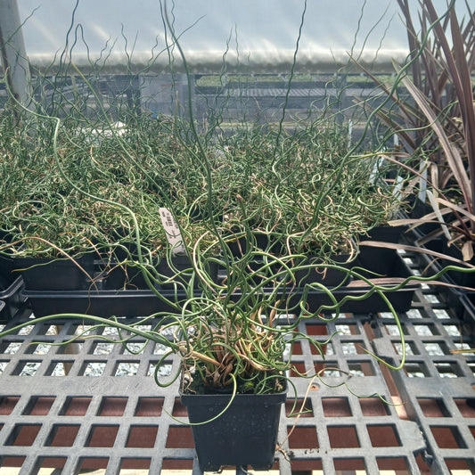 Juncus effusus Big Twister 3.25"