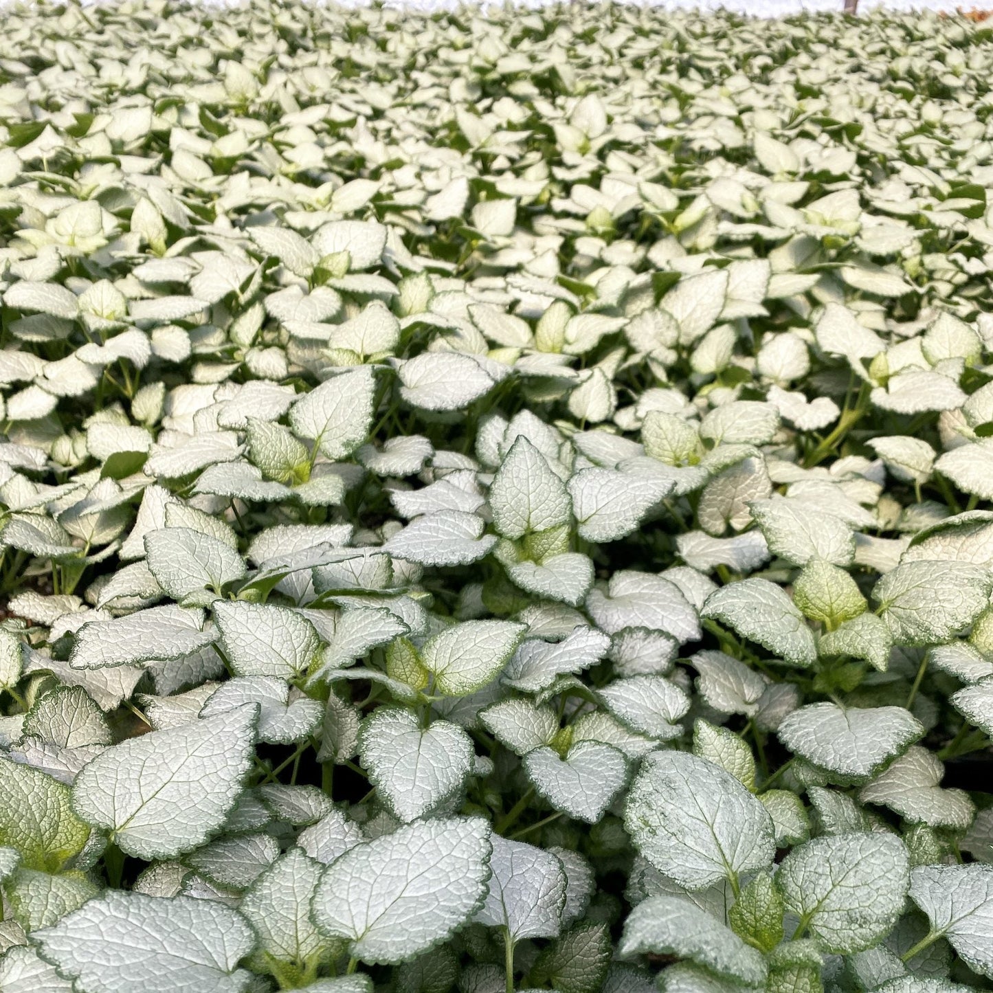 Lamium maculatum Beacon Silver 1G