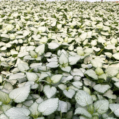 Lamium maculatum Beacon Silver 1G