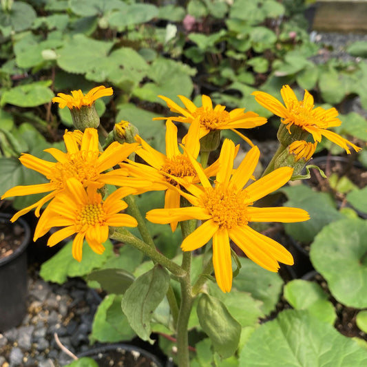 Ligularia dentata Desdemona 1G