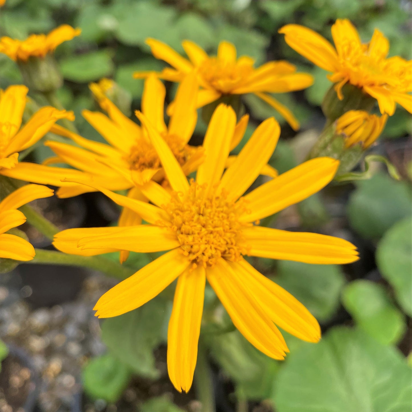 Ligularia dentata 'Desdemona' 1G (Leopard Plant)