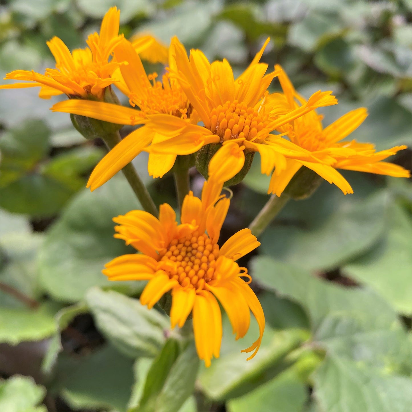 Ligularia dentata Othello 1G
