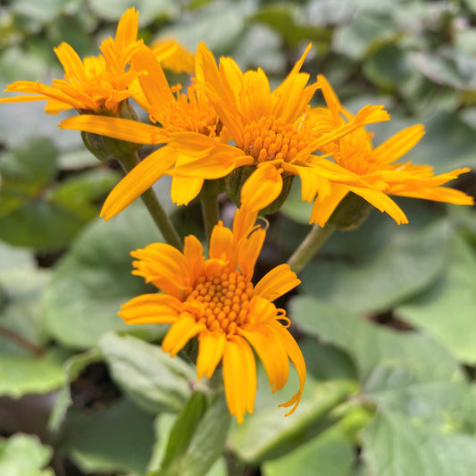 Ligularia dentata Othello 1G