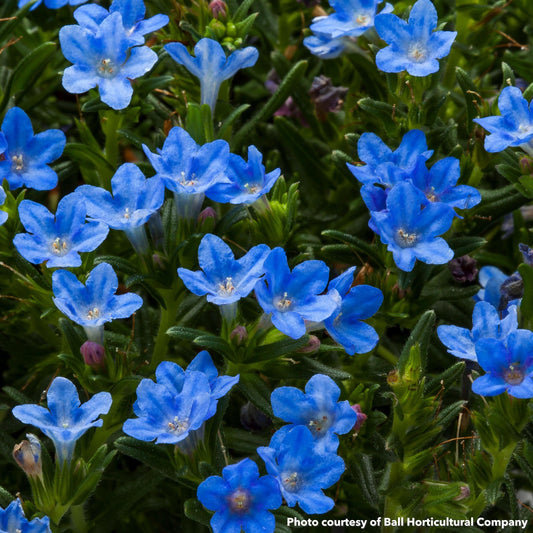Lithodora diffusa Tidepool SkyBlue 1Q