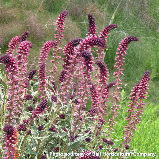 Lysimachia atropurpurea Beaujolais 1Q