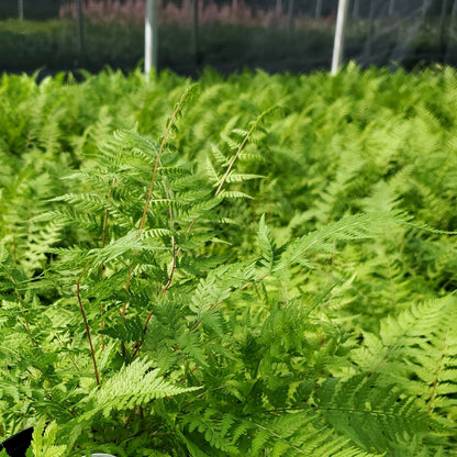 Athyrium filix-femina 'Lady in Red' 1G (Lady Fern)