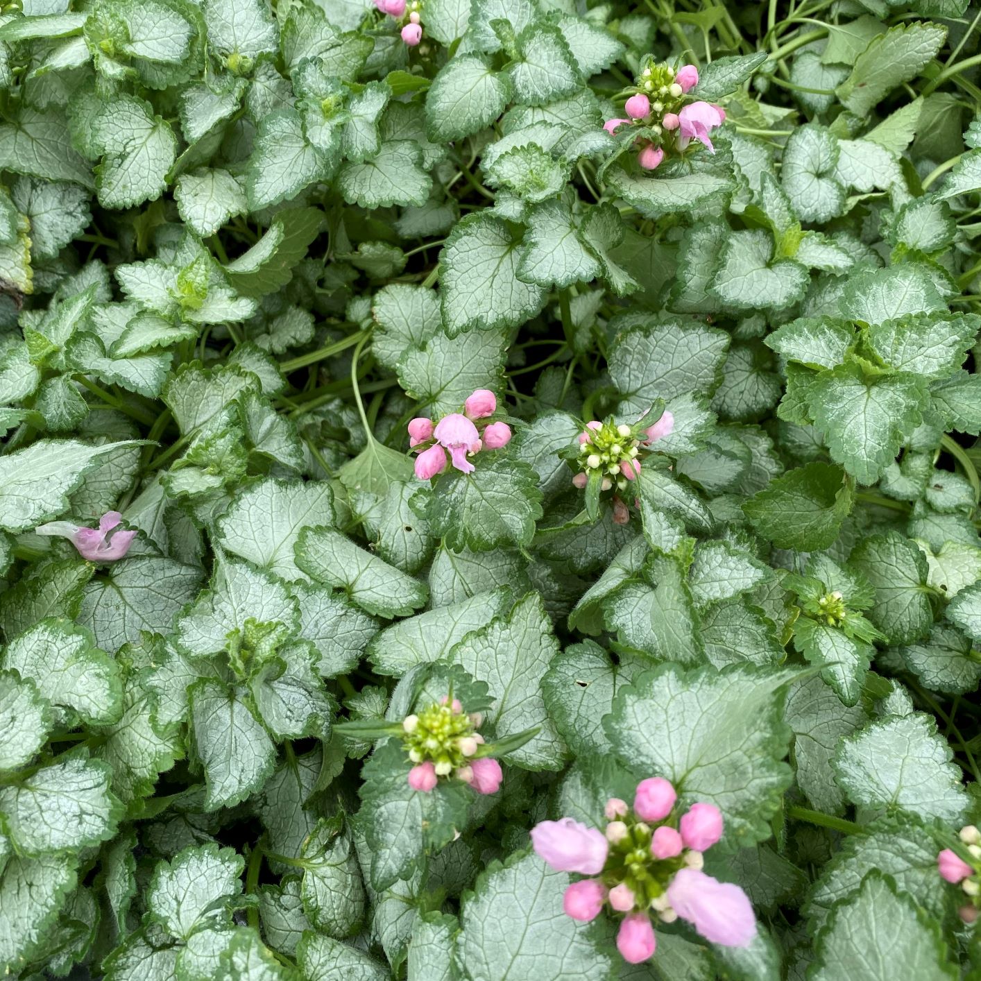 Lamium maculatum Beacon Silver 1G