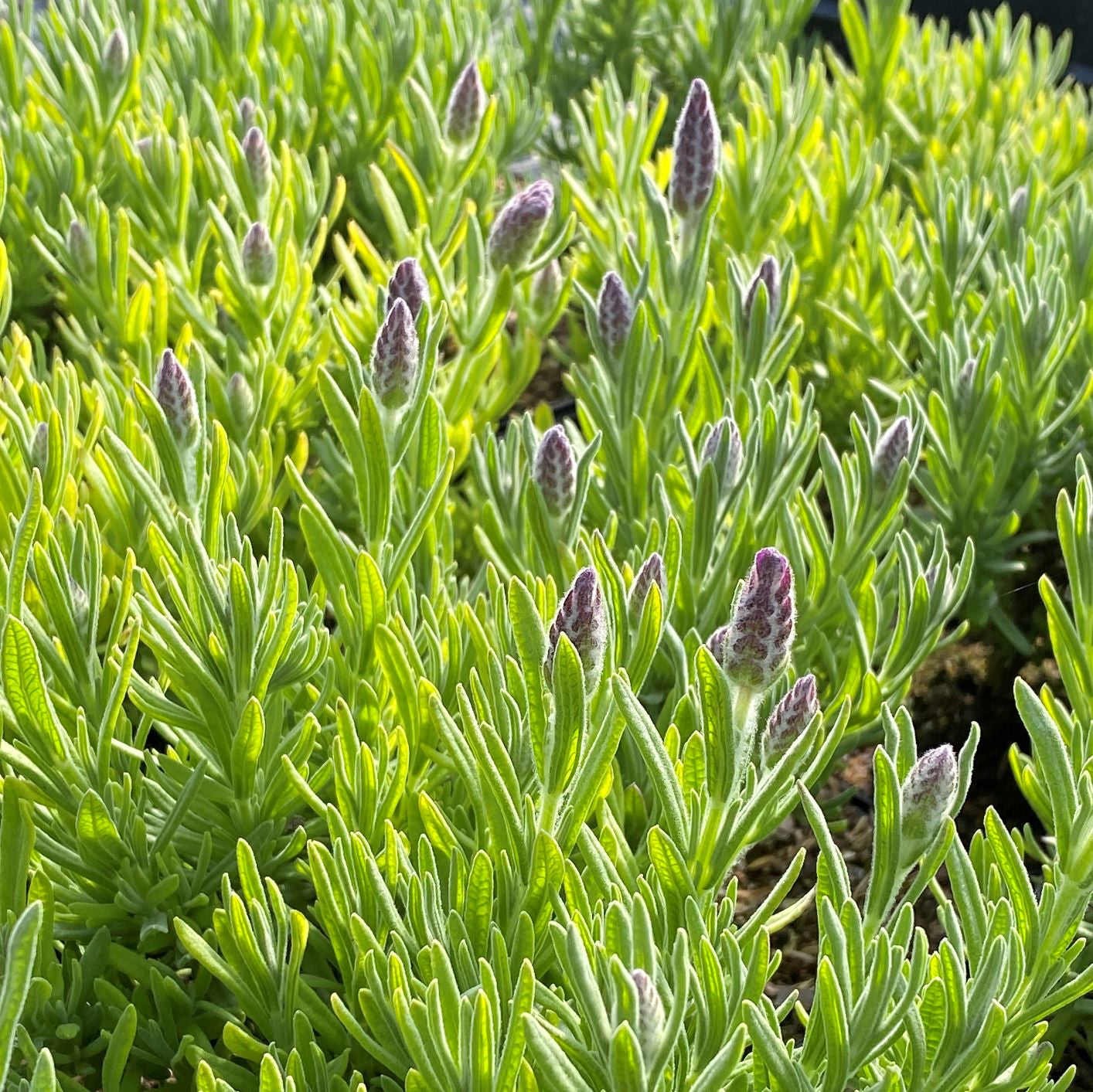 Lavandula x intermedia Grosso 3.25"