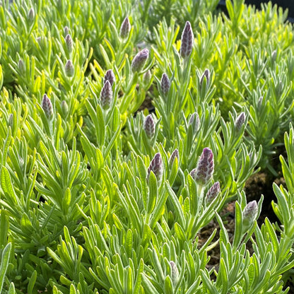 Lavandula x intermedia Grosso 3.25"
