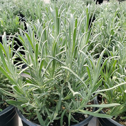 Lavandula x intermedia Provence 3.25"