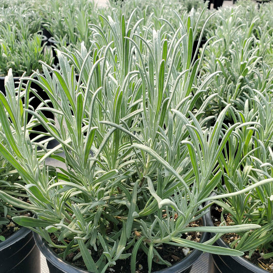 Lavandula x intermedia Provence 3.25"