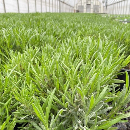Lavandula x intermedia Provence 3.25"
