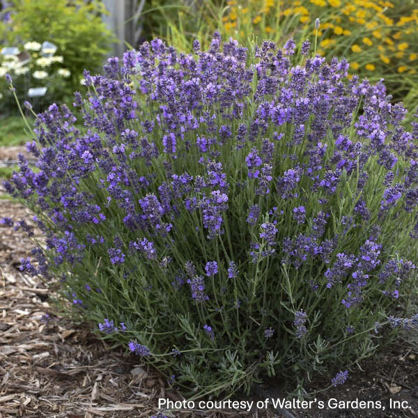 Lavandula angustifolia Hidcote 1Q