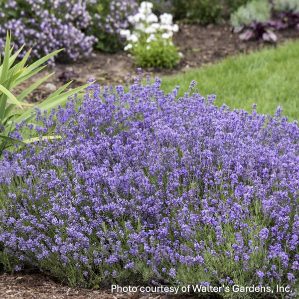 Lavandula angustifolia Munstead 2.5"