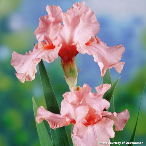 Iris germanica Leonora Pearl 3.25"