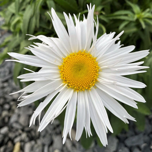 Leucanthemum x Madonna 1Q