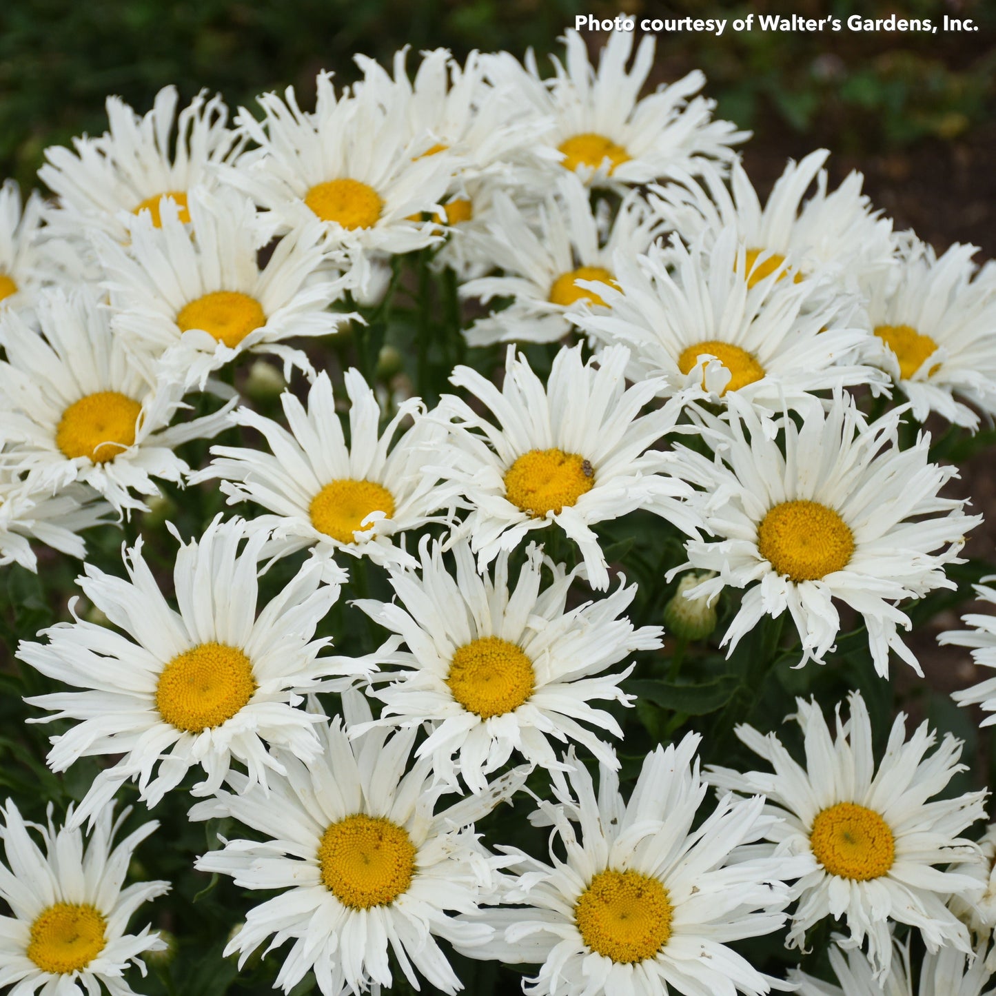 Leucanthemum x superbum Spun Silk 1G