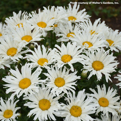 Leucanthemum x superbum Spun Silk 1G