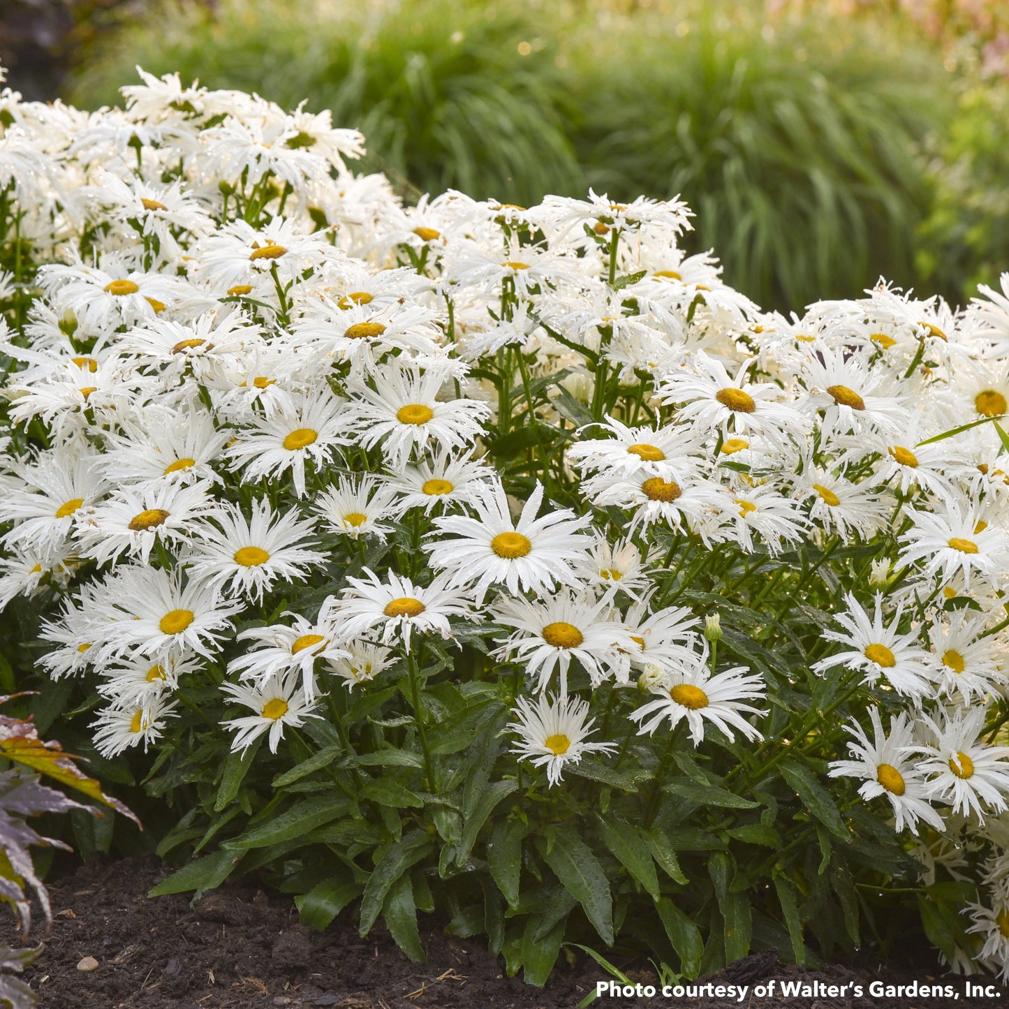 Leucanthemum x superbum Spun Silk 1G