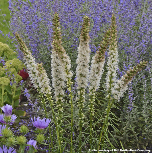 Liatris spicata Floristan White 1Q