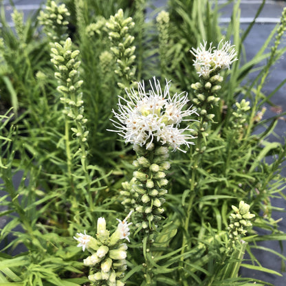 Liatris spicata 'Floristan White' 1Q (Dense Blazing Star)