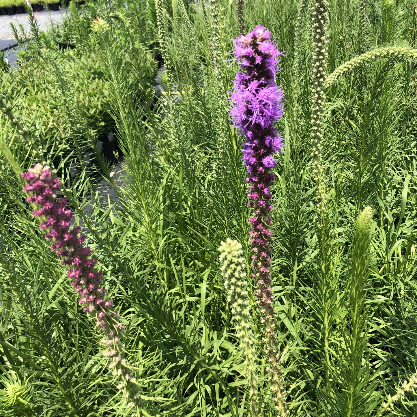 Liatris pycnostachya 1G (Prairie Blazing Star)