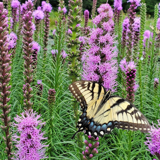 Liatris spicata 1G