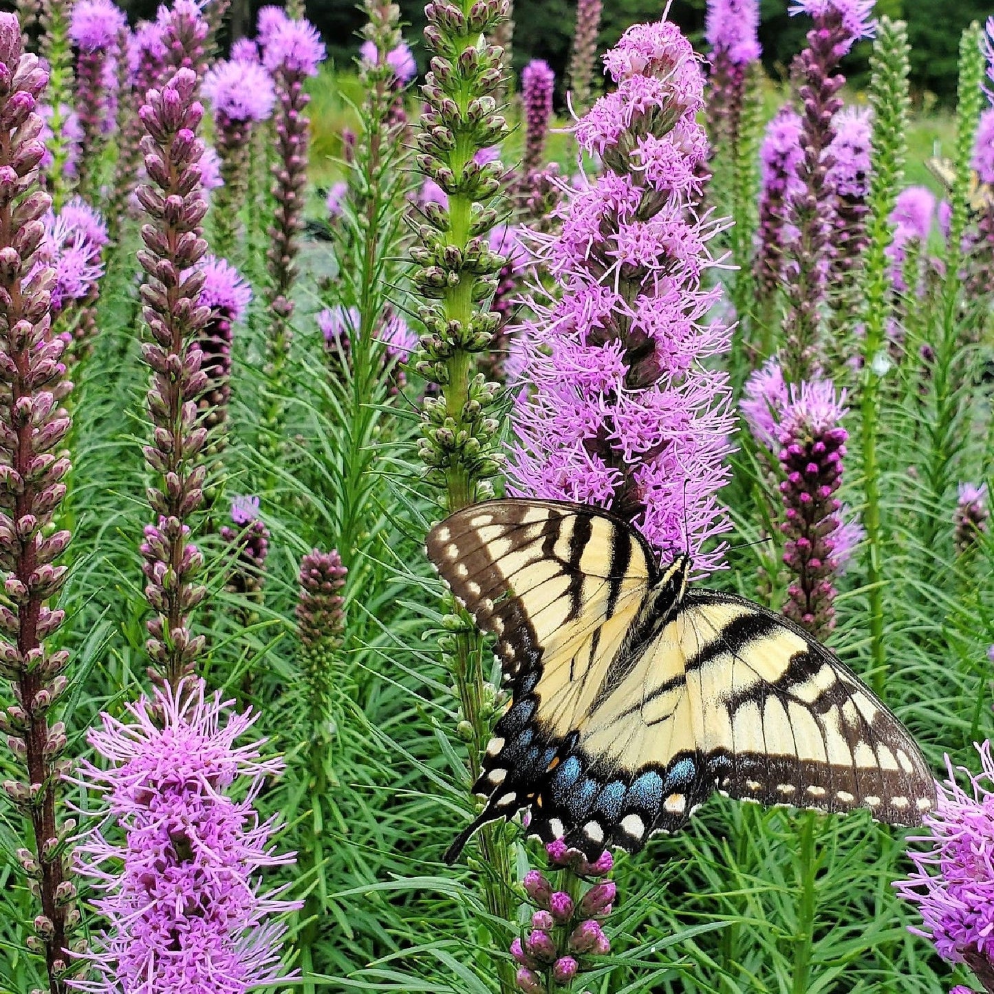 Liatris spicata 1G