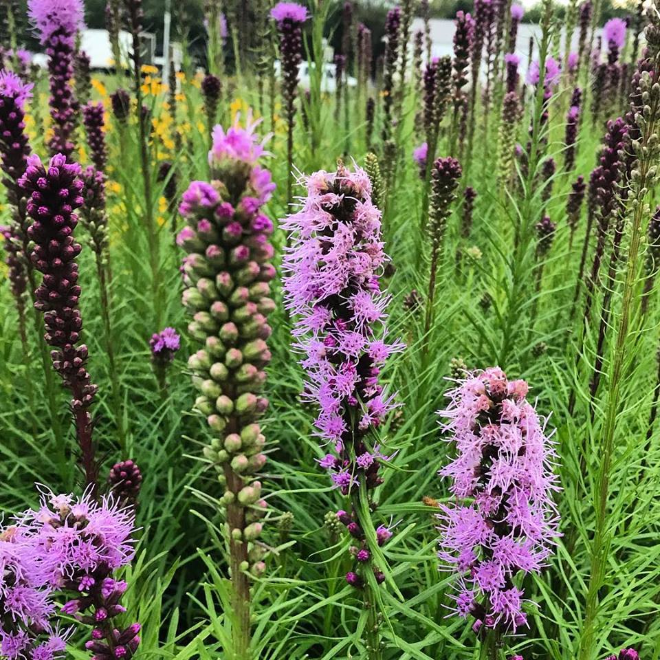 Liatris spicata 1G