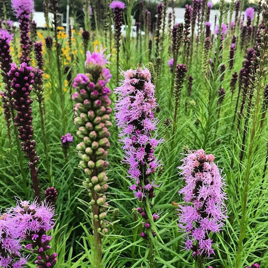 Liatris spicata 1G (PRE-ORDER ONLY)