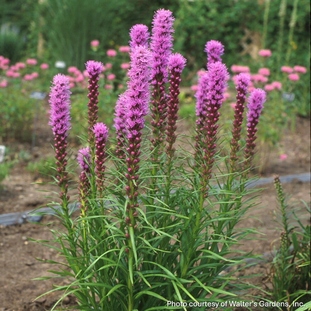 Liatris spicata Kobold 1G