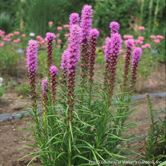 Liatris spicata Kobold 1G