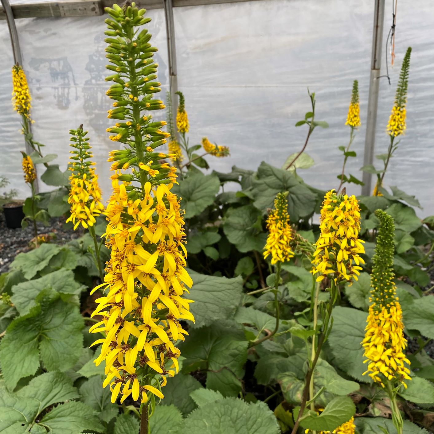 Ligularia stenocephala The Rocket 1G