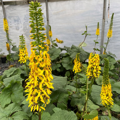 Ligularia stenocephala The Rocket 1G