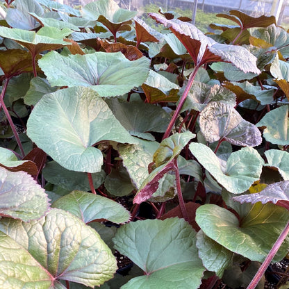 Ligularia dentata 'Desdemona' 1G (Leopard Plant)