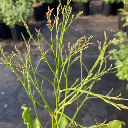 Limonium latifolium 1Q