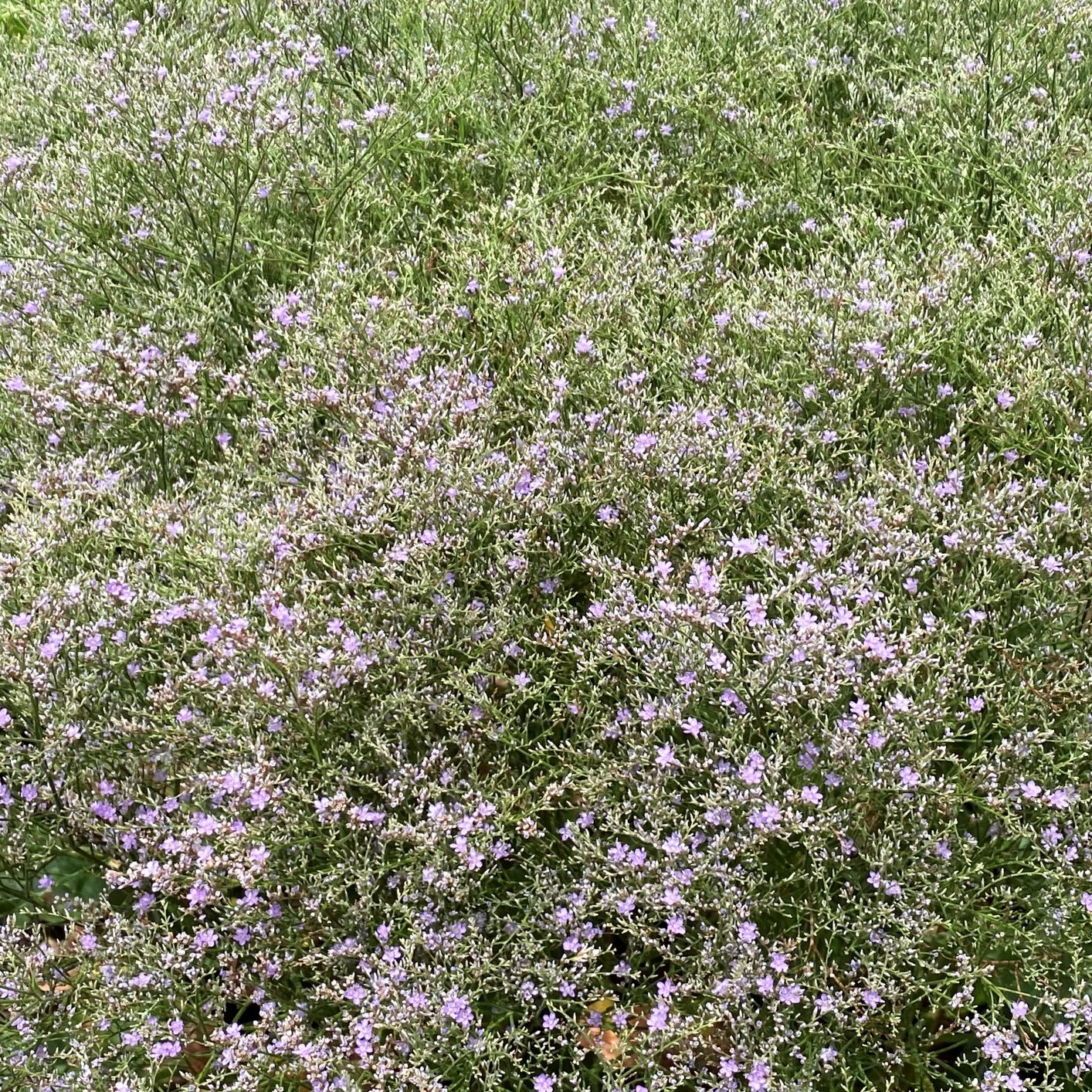 Limonium latifolium 1Q